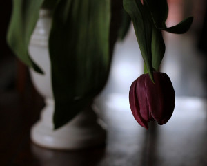 cosi lontano, cosi vicino