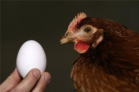uovo e gallina
