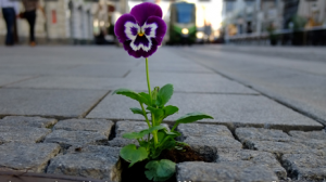 meno catrame meno cemento